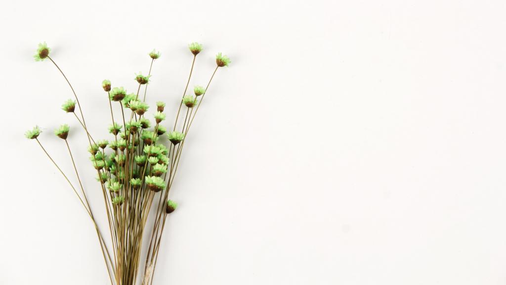 温馨的干花背景