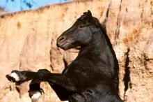 飞驰的骏马写真