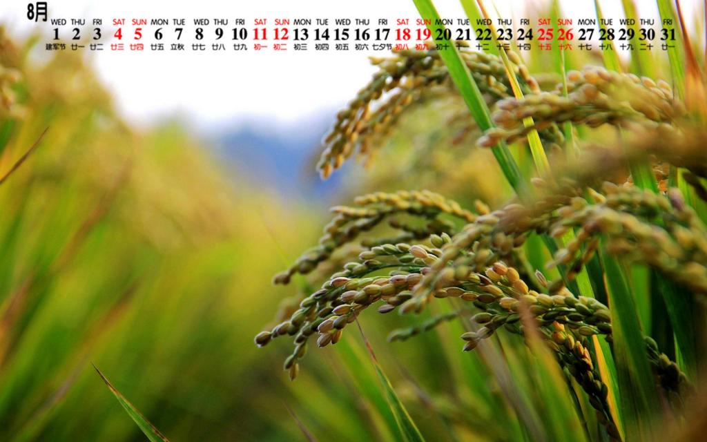 2018年8月粒粒饱满的麦穗儿日历
