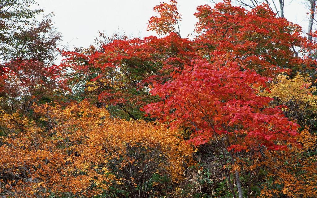 宽屏万山红遍红叶