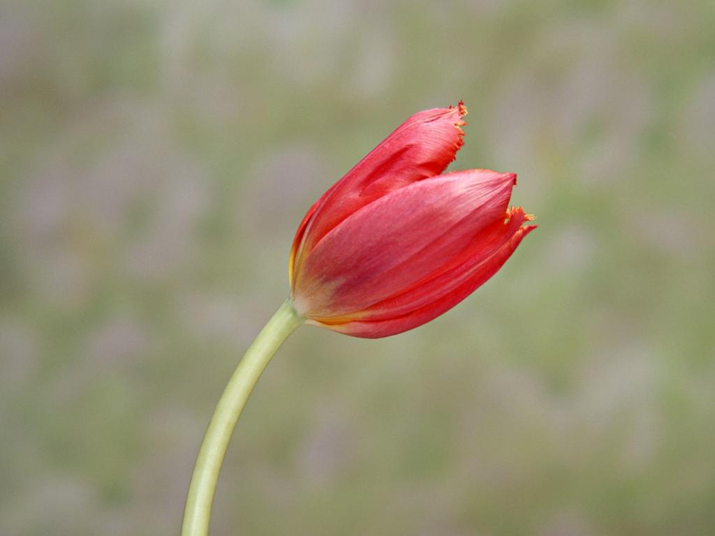 香气扑鼻鲜玫瑰花