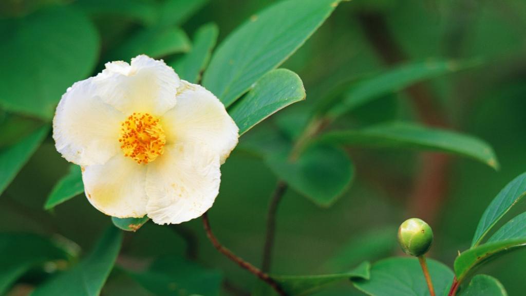 好看的白色野花