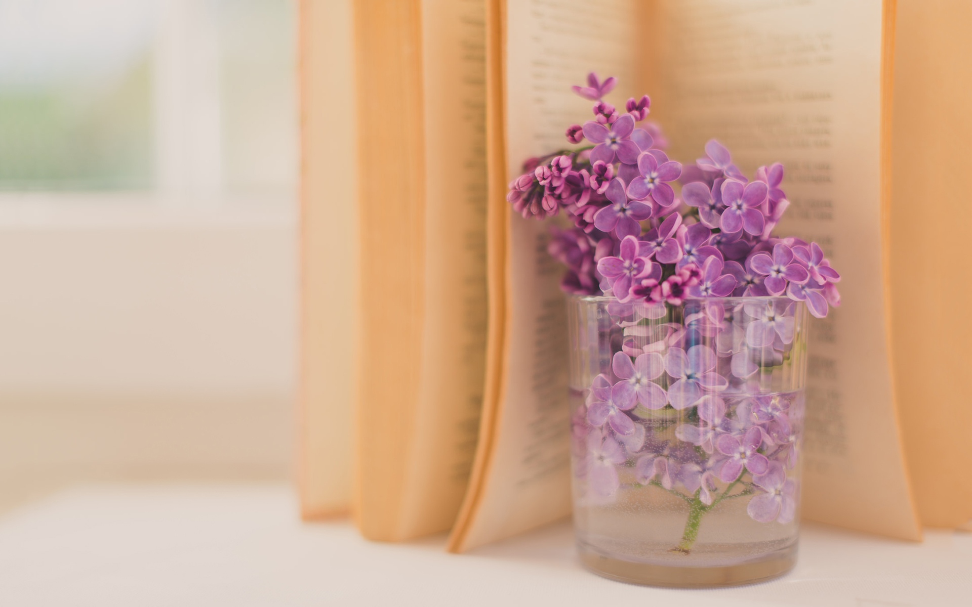 唯美瓶中花,高清图片,电脑桌面-壁纸族