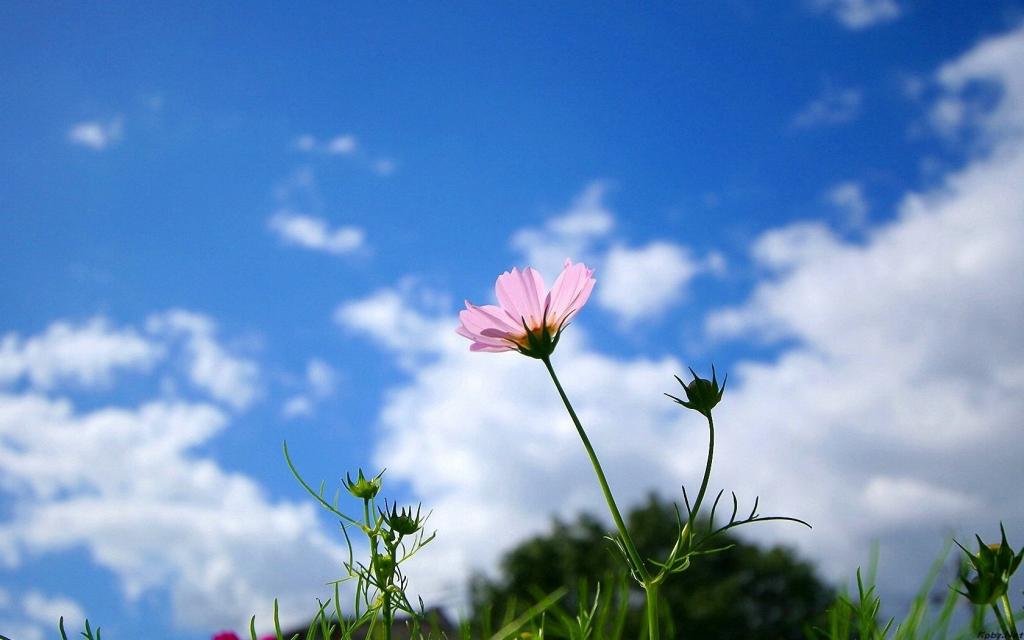 清新的大波斯菊