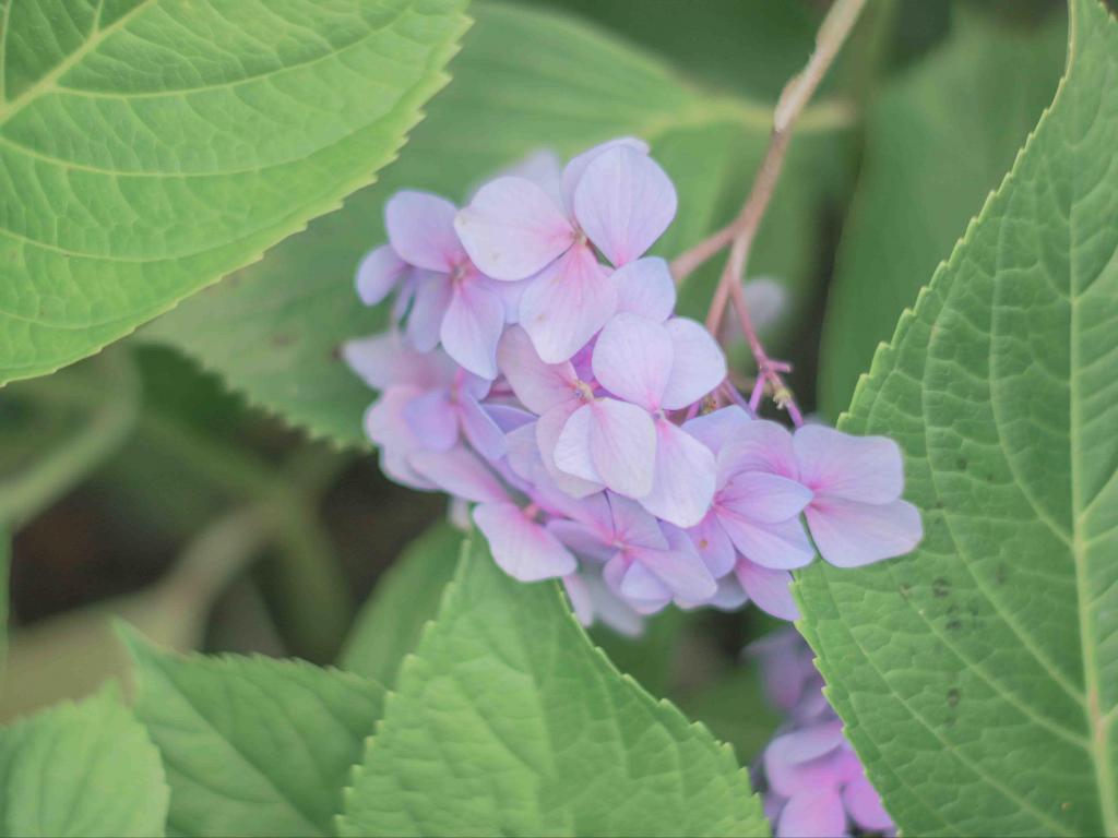 清新唯美绣球花