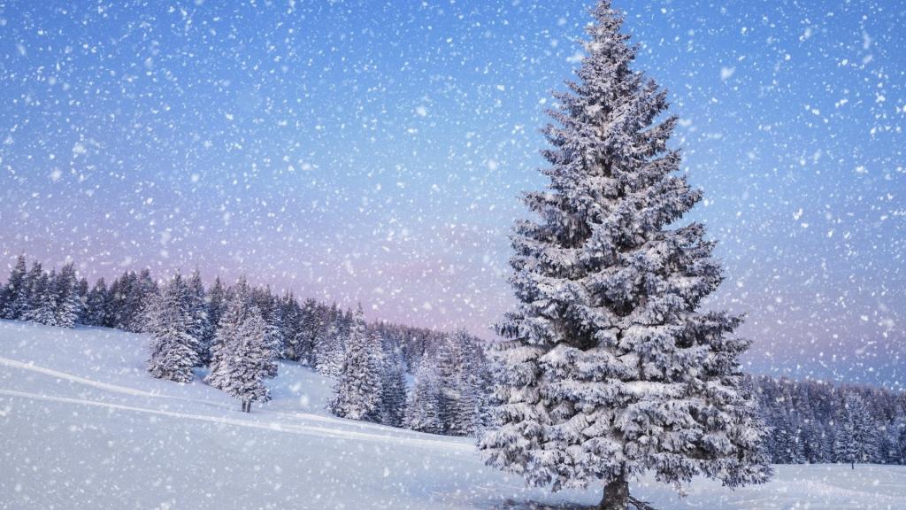 雪天里的大自然