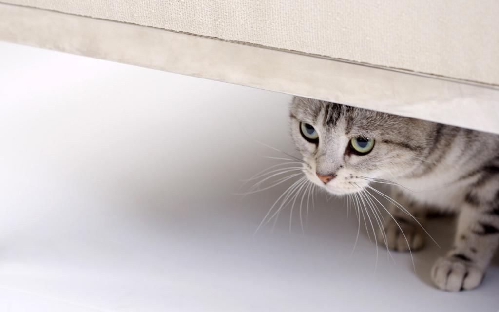 可爱的美国短毛猫写真