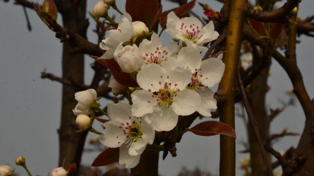 洁白如雪的梨花
