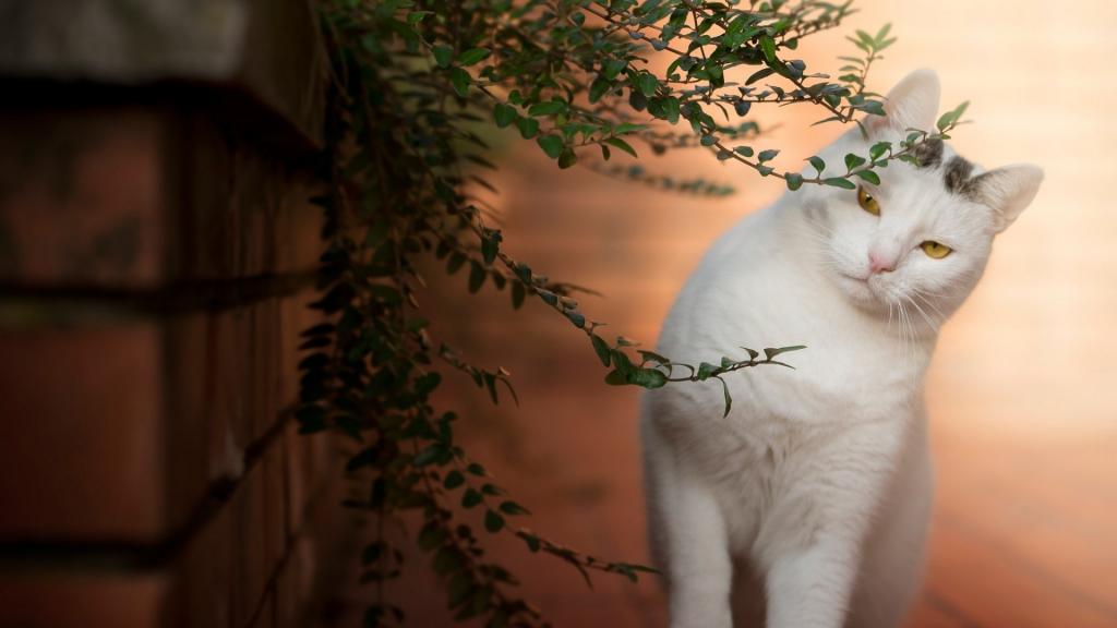 最可爱的小猫咪