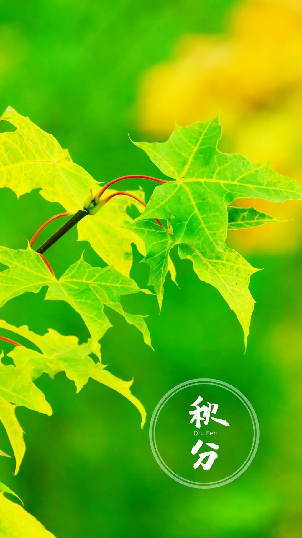 清新唯美的二十四节气秋分到来