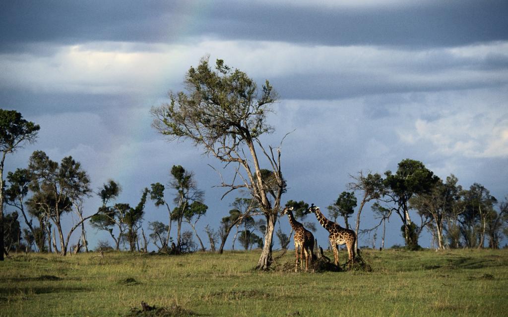 飞翔爬行的野生动物