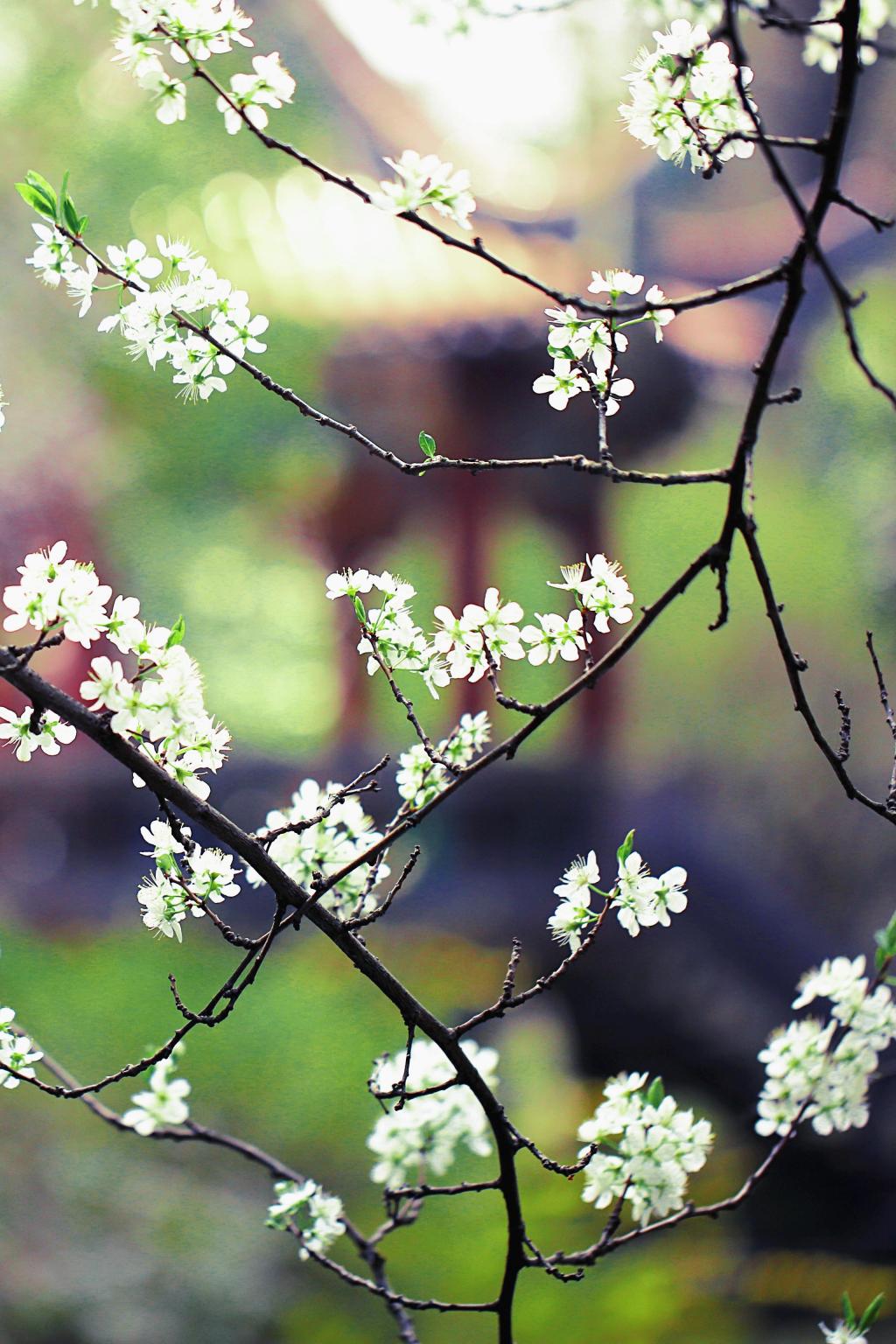 浪漫迷人的花花世界