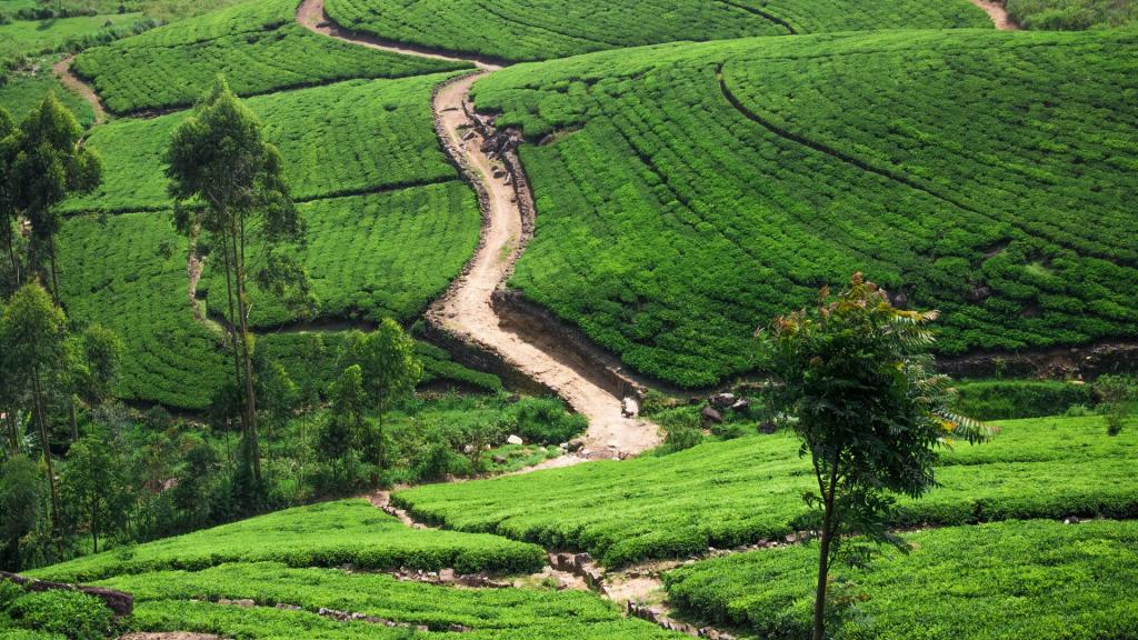 绿色茶园