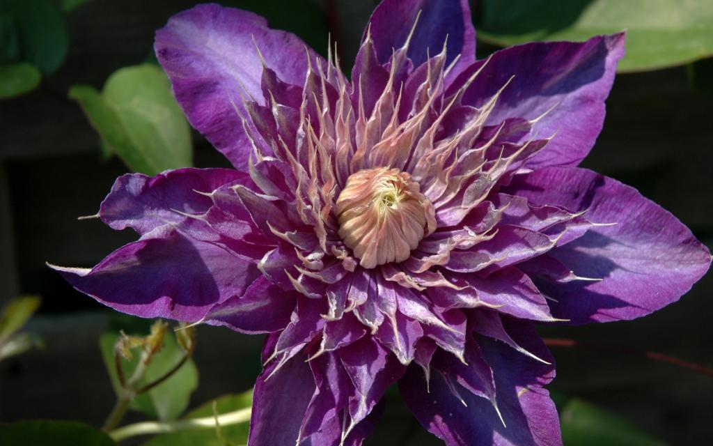 紫色铁线莲特写