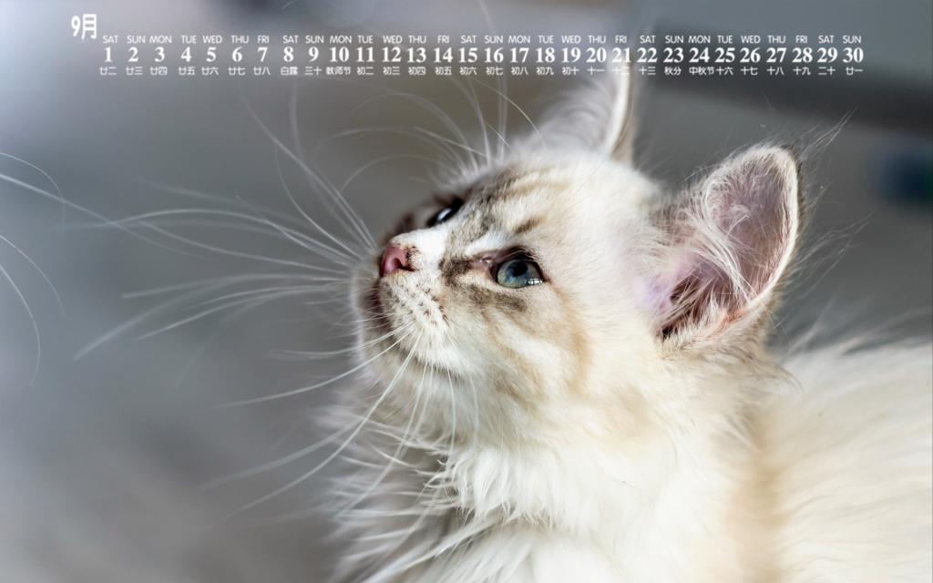 2018年9月可爱猫咪日常卖萌图片日历