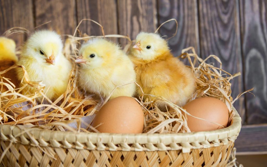 孵化出壳的小鸡图片