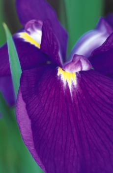 清新艳丽鸢尾花-2