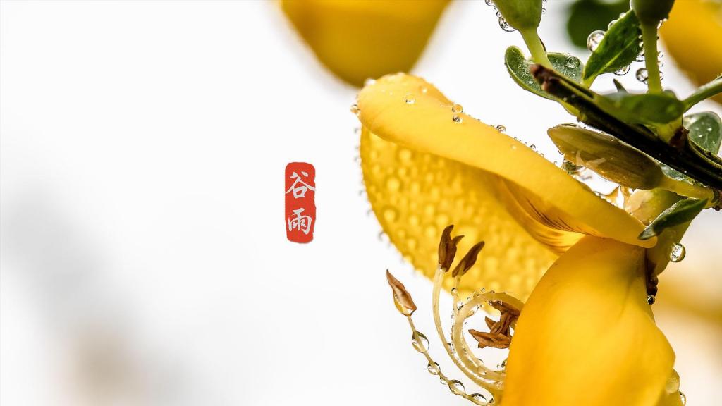 谷雨季节,清新到来