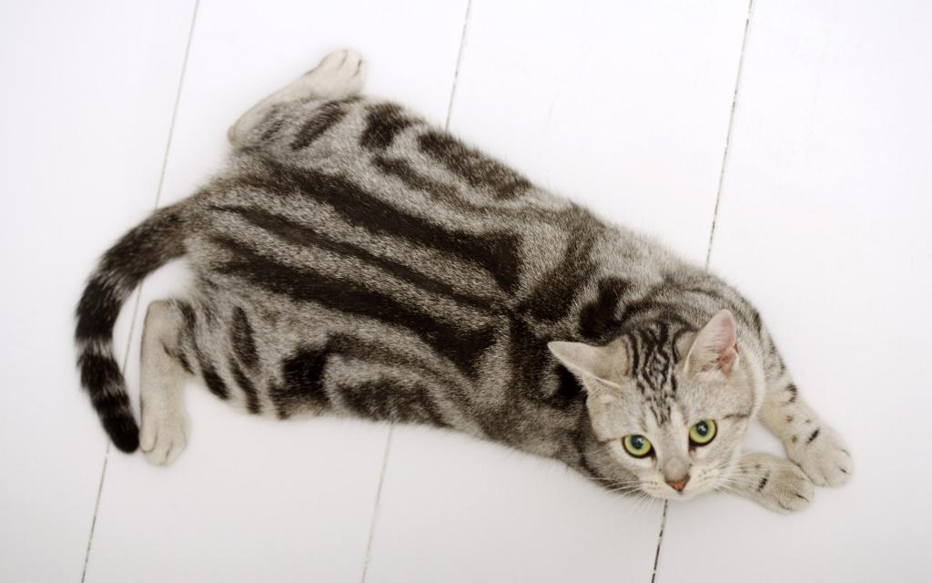 可爱的美国短毛猫写真