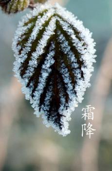 节气之霜降-1