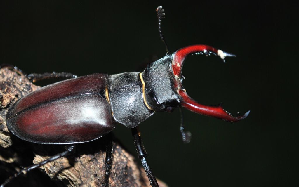 力大惊人的犀牛甲虫