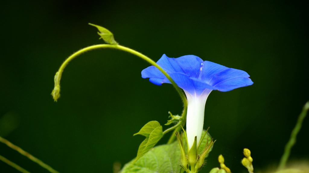 蓝色牵牛花图片