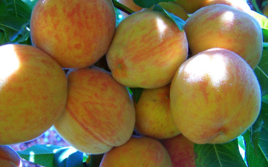 甜蜜多汁的水蜜桃