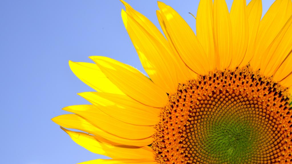 5k分辨率向日葵图片