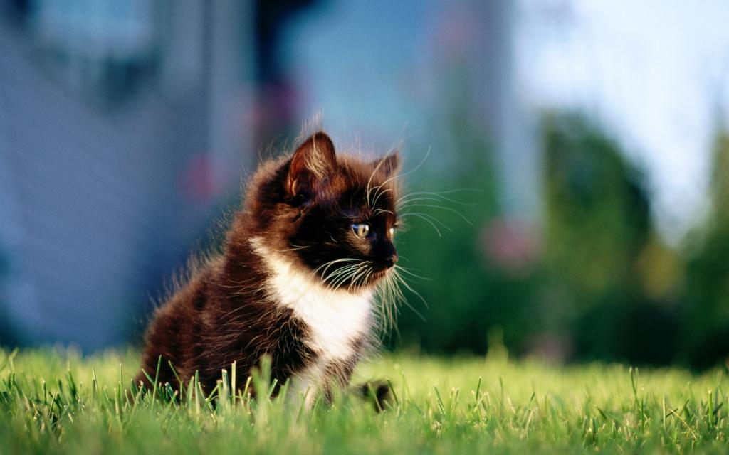 草原猫咪写真