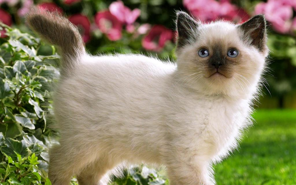 宽屏白色猫咪