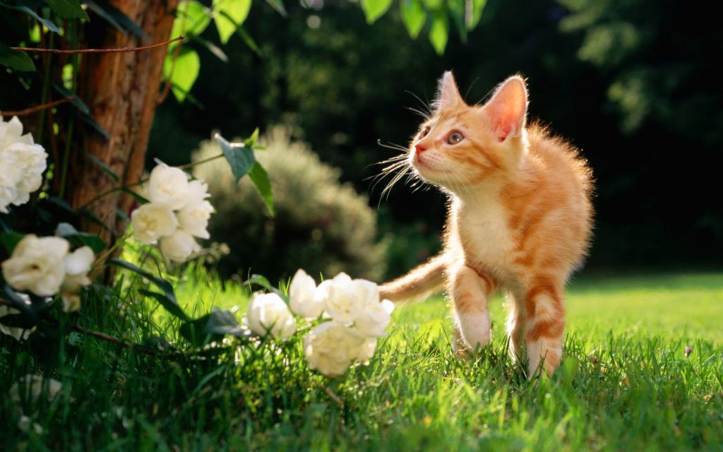 草原猫咪写真