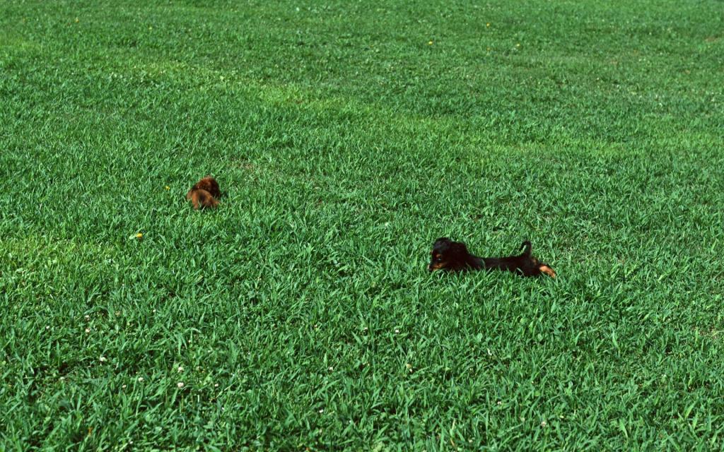 宠物小狗草地玩耍