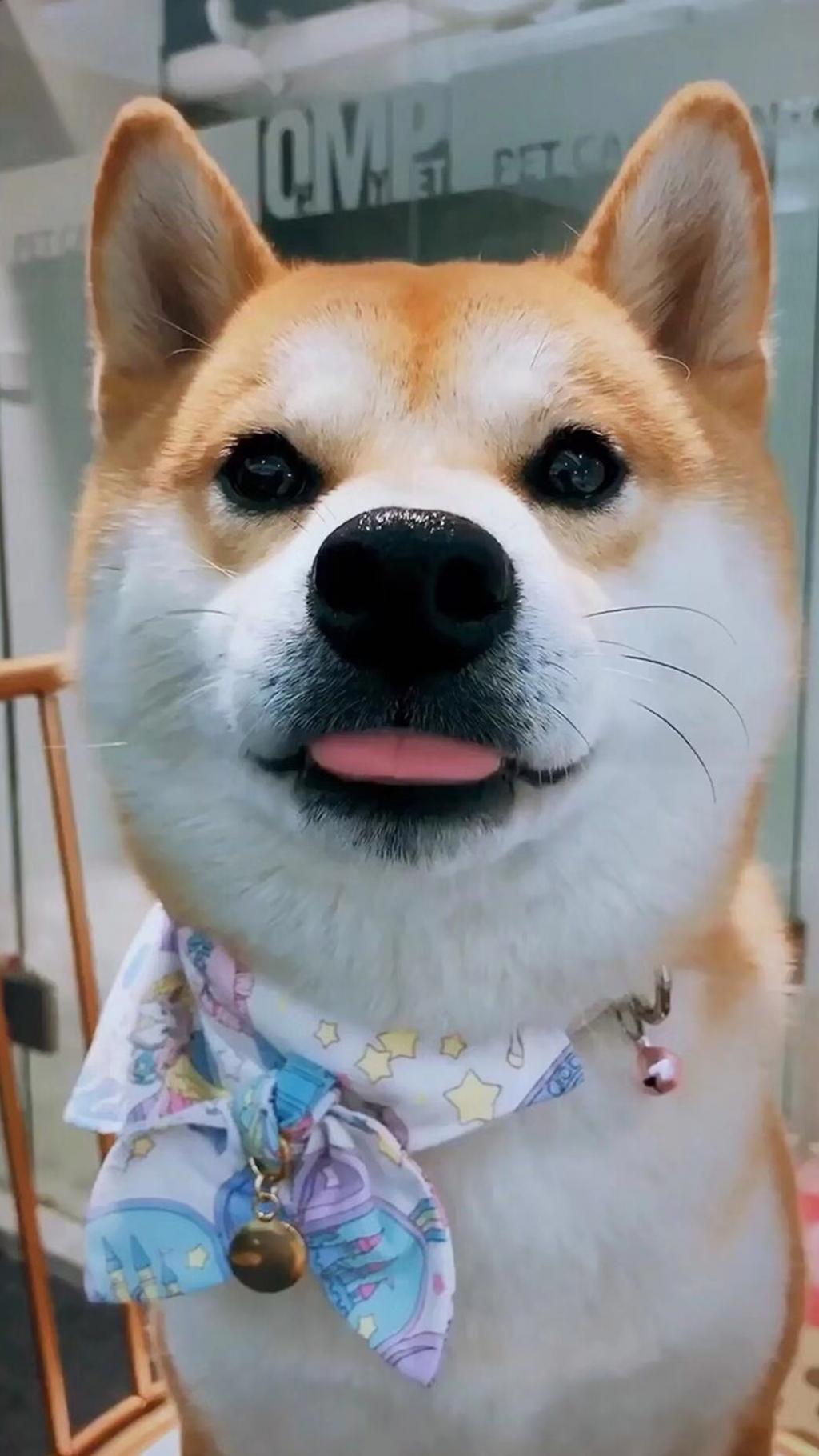 呆萌的威尔士柯基