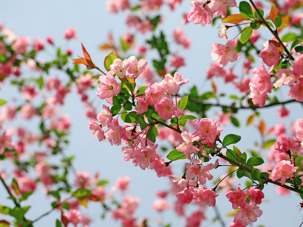 海棠花(妩媚动人)