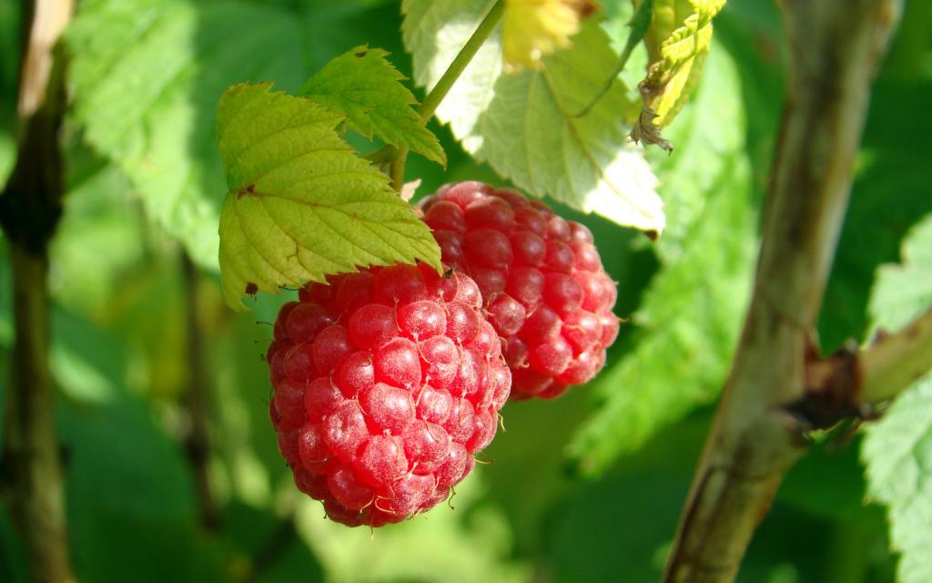 营养丰富的山莓