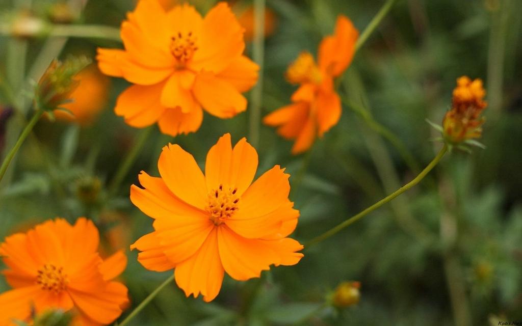 清新的大波斯菊