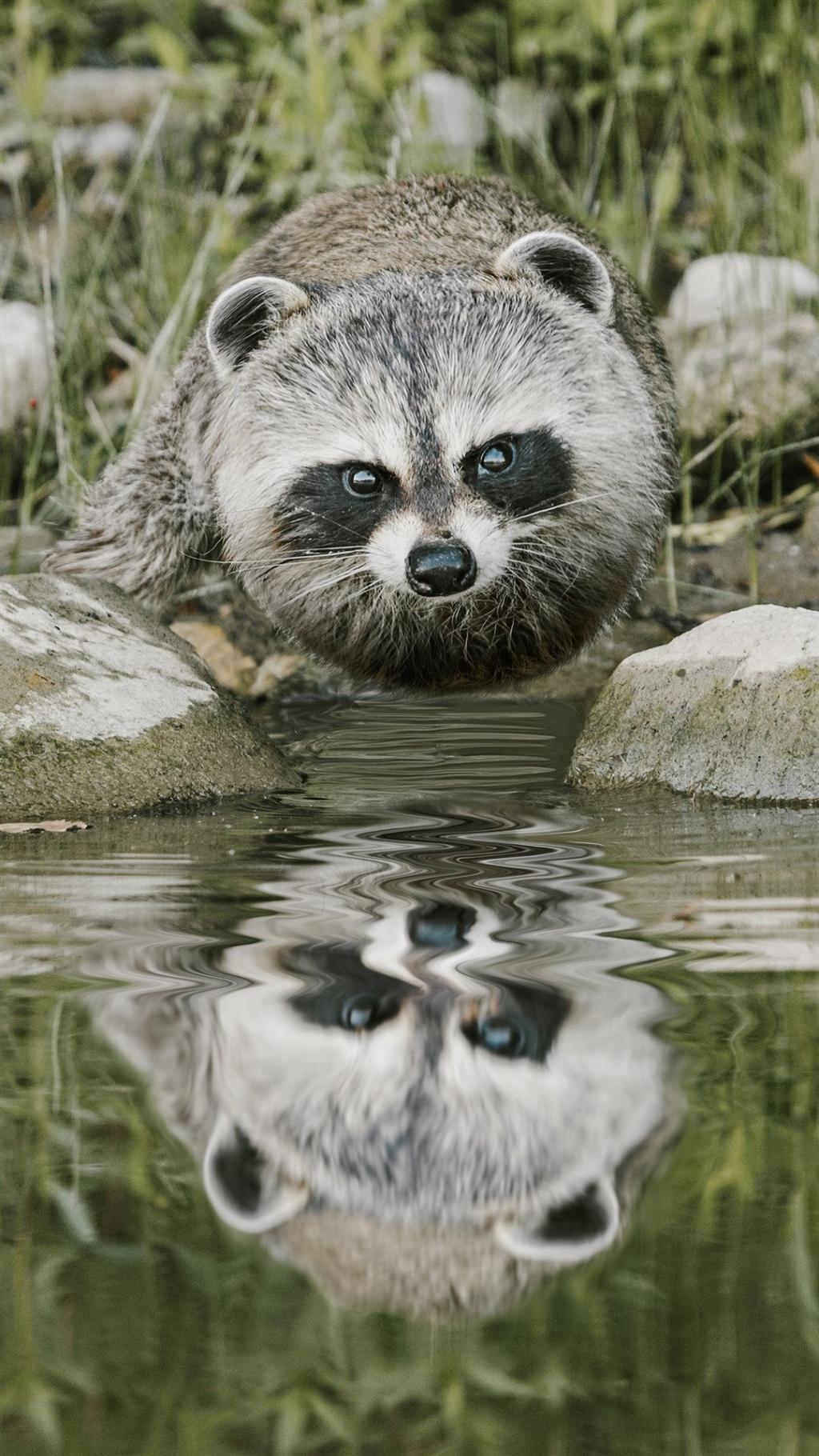 创意恶搞胖成球动物