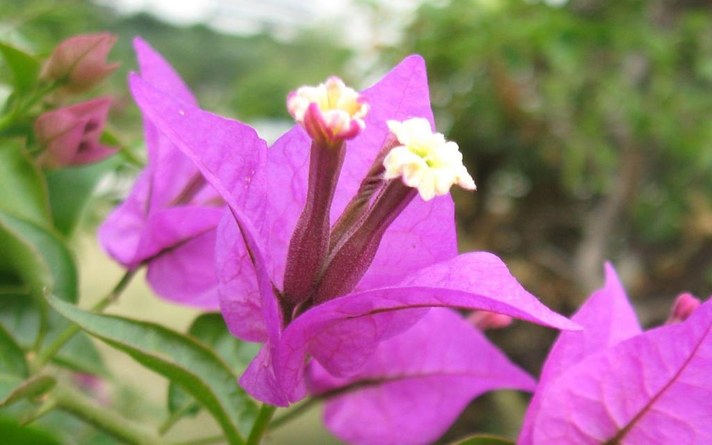 三角梅花卉图片