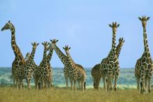 成群的长颈鹿