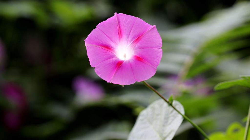 各色各样的牵牛花