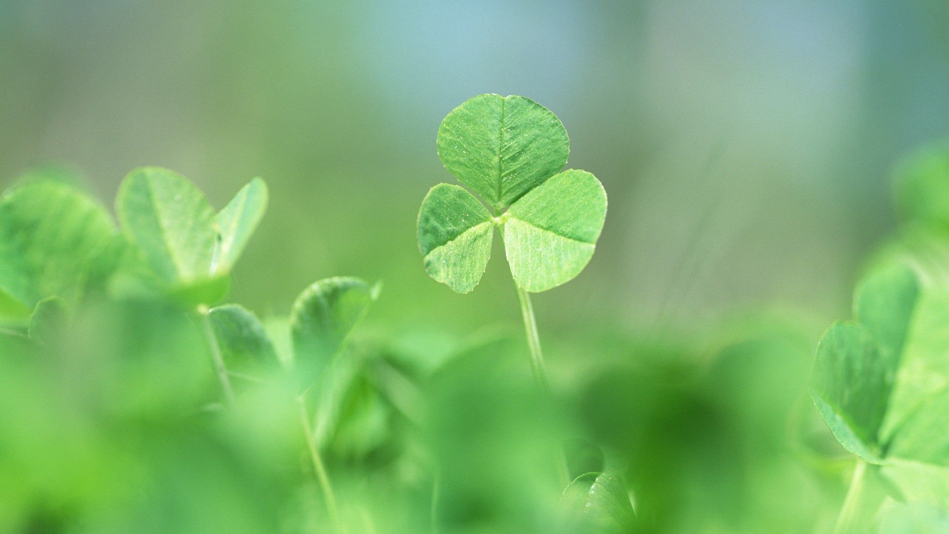 三叶草图片,高清图片,电脑桌面-壁纸族