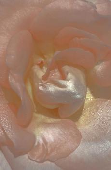 文艺怀旧风唯美花卉微距摄影-2