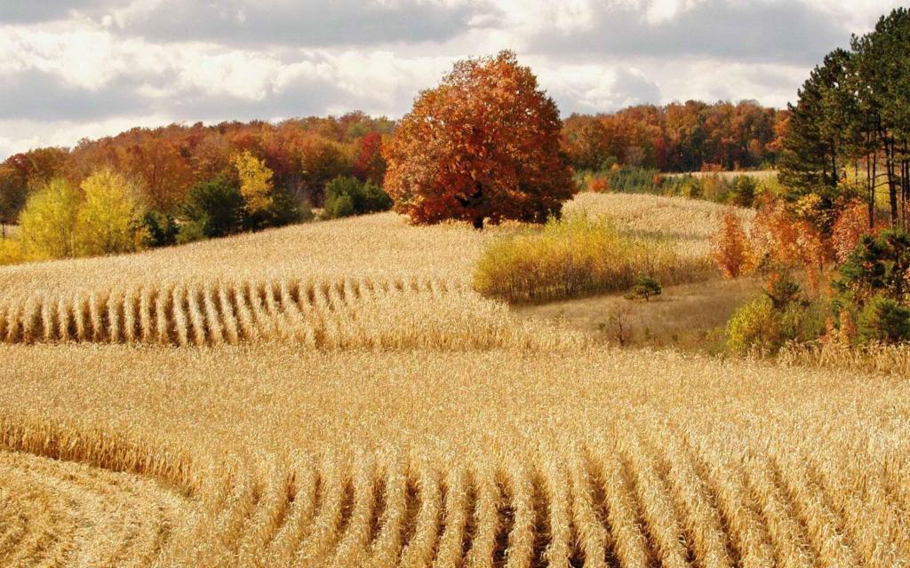 秋季农田大丰收