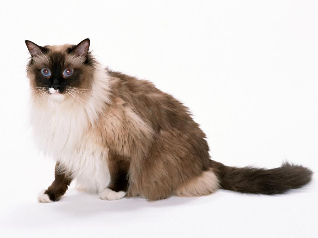 静态可爱猫咪写真