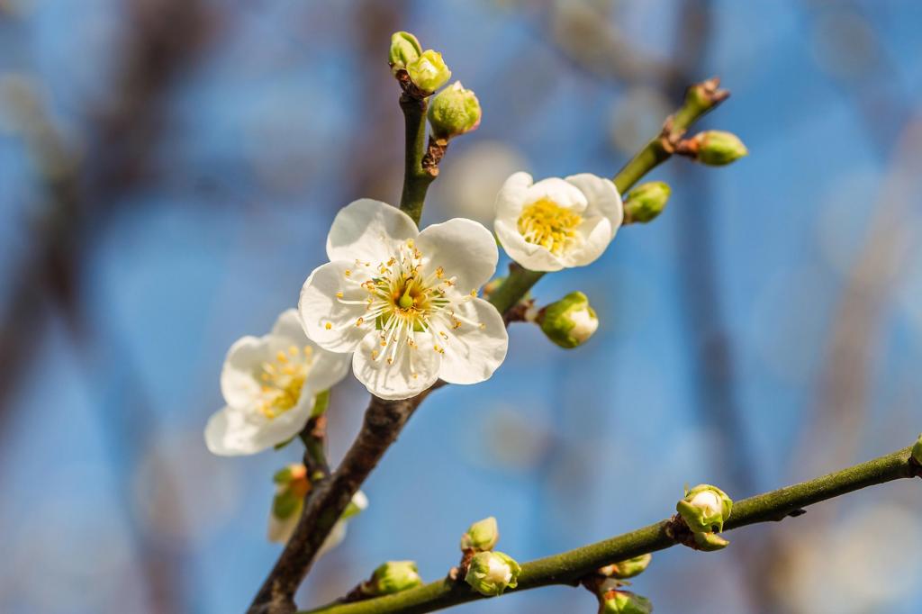 唯美梅花清新迷人摄影