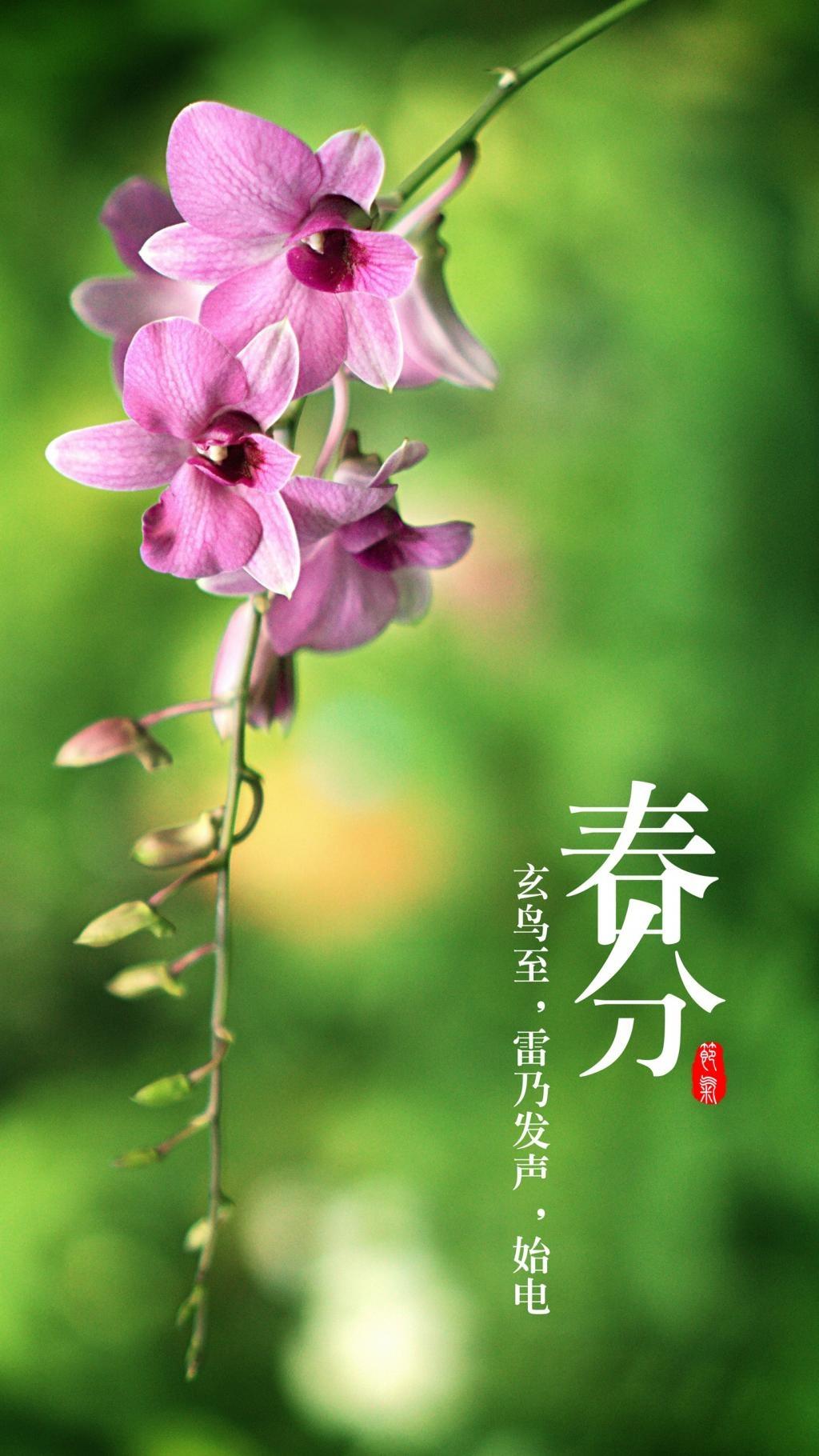 清新简约春分节气