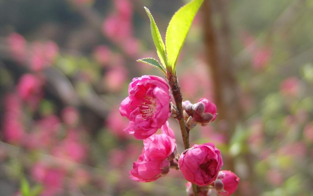 桃花烂漫