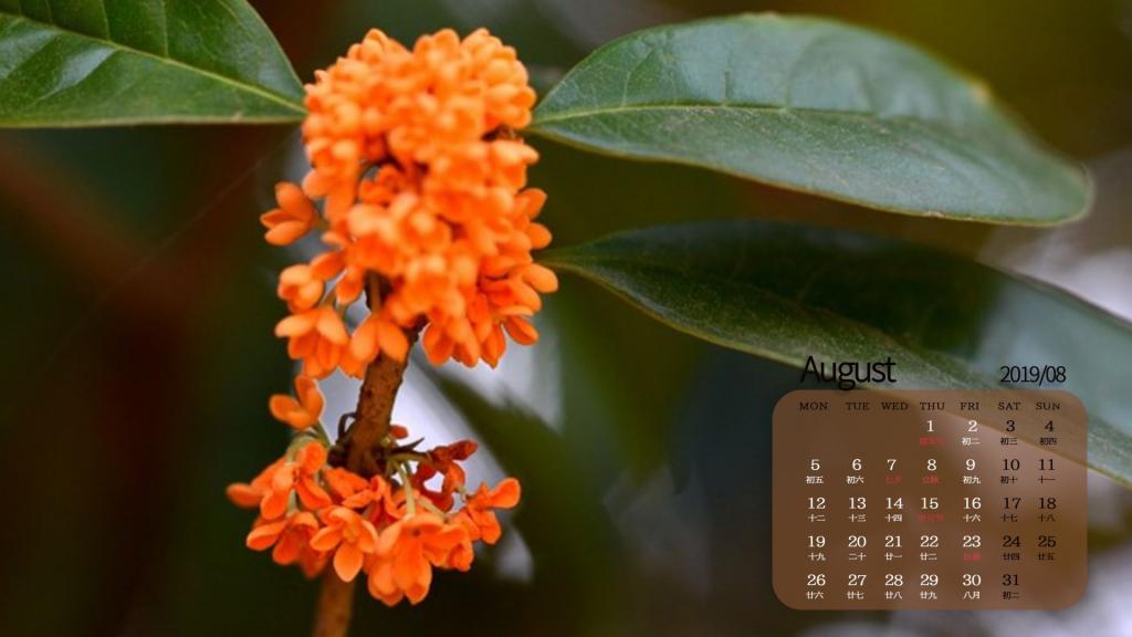 2019年8月惹人喜爱的桂花日历