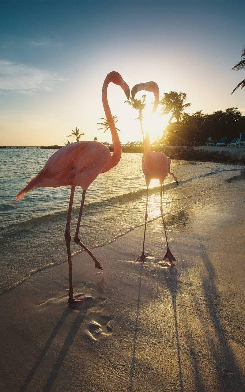 夕阳下沙滩火烈鸟群