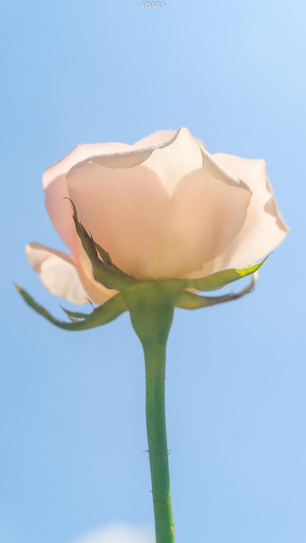 清新淡雅浪漫月季花